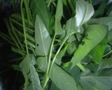 Foto langkah ke 2 dari resep Tumis Kangkung Tauge.