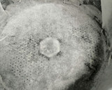 Foto del paso 1 de la receta: Flognarde de peras