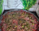 Une image de l'étape 3 de Carpaccio de boeuf maison.