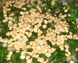 प्याज़ भाजी चना दाल (pyaz bhaji chana dal recipe in Hindi) रेसिपी चरण 1 फोटो
