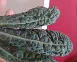 Foto del paso 1 de la receta: Hamburguesas veganas de kale, garbanzo y nuez