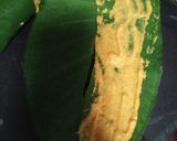 A picture of step 3 of Arbi leaves Rolls.