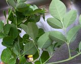 Gambar langkah 1 resipi Telur dadar pucuk moringa.