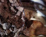 Foto del paso 3 de la receta: Salsa de chocolate oaxaqueño