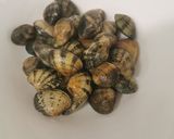 Foto del paso 1 de la receta: Cocotxes de bacallà i cloïsses en salsa verda d'ametlles