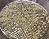 Foto del paso 5 de la receta: Arroz del senyoret