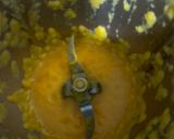 Foto del paso 3 de la receta: Primer puré de verdura de Carmen ¡crema de calabaza y chirivía!