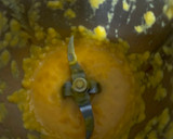 Foto del paso 3 de la receta: Primer puré de verdura de Carmen ¡crema de calabaza y chirivía!