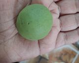 A picture of step 4 of Jowar Spinach Mathri.