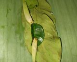 Foto langkah ke 4 dari resep Pepes Ikan Kembung.