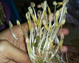 Foto langkah ke 10 dari resep 22. Taoge/kecambah homemade.
