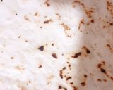 A picture of step 3 of Muharram special maleeda.