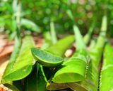 Hình bước làm 1 của món Nha đam đường phèn