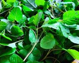 Hình bước làm 1 của món Canh rau dền non tôm khô