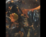 Foto del paso 7 de la receta: Mejillones a la marinera