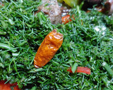 Foto del paso 7 de la receta: Frit Mallorqui