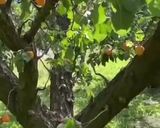 Une image de l'étape 8 de Cake 🍑abricots 🍑🍑.