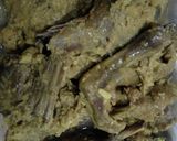 Foto langkah ke 3 dari resep Bebek Panggang Presto.