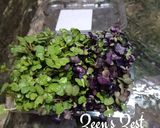 A picture of step 1 of Avocado Microgreens Canapes.