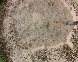 Foto del paso 2 de la receta: 🍞 Pan integral con semillas 🍞
