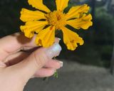 عکس مرحله 1 از دستور عدس پلو خاص من☘️😋