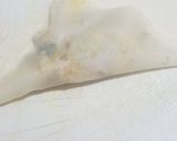 A picture of step 9 of Oven samosa trial 1.