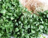 A picture of step 1 of Fenugreek (micro greens) bhaji.