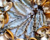 Foto langkah ke 2 dari resep Seafood steam bawang putih dan soun (waterless seafood steam with garlic and glass noodle).