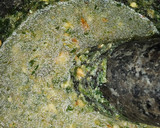Foto del paso 3 de la receta: Pollo con patatas en salsa verde