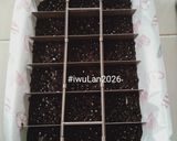 Foto langkah ke 4 dari resep Fudgy Brownies Chocochips.