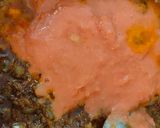 प्रॉन कोकोनट करी (prawn coconut curry recipe in marathi) रेसिपी स्टेप 4 फोटो 
