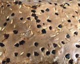 Foto del paso 10 de la receta: Coca con manzana escondida