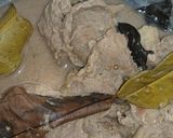 Foto langkah ke 1 dari resep Dendeng balado campur kentang dan jengkol.