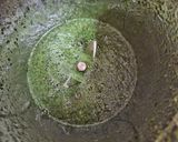 A picture of step 4 of Mint Mojito (Welcome Drinks).