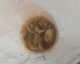 Foto del paso 5 de la receta: Sopa de champiñones