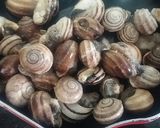 Foto del paso 3 de la receta: Caracoles picantes