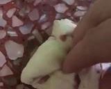 Foto del paso 5 de la receta: Pancitos saborizados