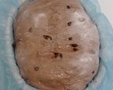 Foto langkah ke 15 dari resep Orange Peel Double Chocolate Sourdough Bread.