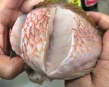糖醋澎湖野生寒鯛的食譜步驟3照片