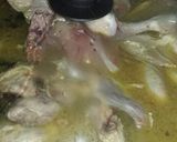 Foto langkah ke 12 dari resep Opor Ayam warisan mama.