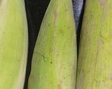A picture of step 1 of Spicy Boiled Corn On The Cob 🌽.