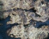 A picture of step 2 of Pan fried chaanp.