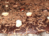 Gâteaux aux chocolat