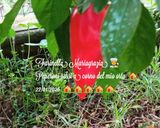 Foto del passaggio 1 della ricetta Nuova insalata di peperoni verdi e rossi del mio orto, patate e cipolla di tropea 👩🍳🏡🇮🇹🌍❤️🦁