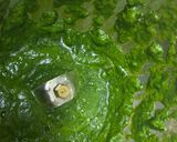 A picture of step 1 of Baby spinach chappathi.