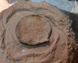 Foto del paso 2 de la receta: Lasaña de berenjenas (Parmigiana di melanzane)
