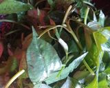 Foto langkah ke 3 dari resep SAYUR LOMPONG asam.