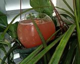 Une image de l'étape 5 de Jus pamplemouse miel corse.