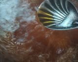 A picture of step 3 of Rava Kesari Recipe.