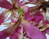Foto del paso 1 de la receta: Flores de palo borracho en ensalada